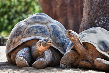 two galapagos tortoises having a conversation