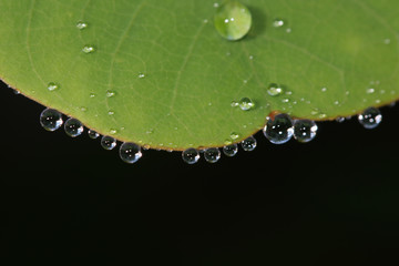 Large beautiful drops of transparent rain water on green leaf macro.