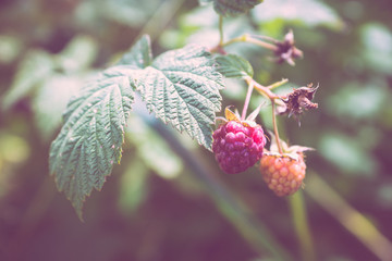 Branch with ripe raspberry in the garden. Selective focus. Shallow depth of field.