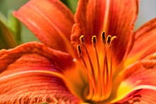 A Closeup Of An Orange Day Lily