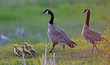 Canada Geese whole  Family with few day old chicks walking  in a meadow  at sundown.
