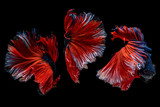 Fototapeta Zwierzęta - Capture the moving moment beautiful multicolor tail of Siamese Betta Fish in thailand,Movement of Siamese fighting fish isolated on black background,Blue and red Half moon betta,Thailand