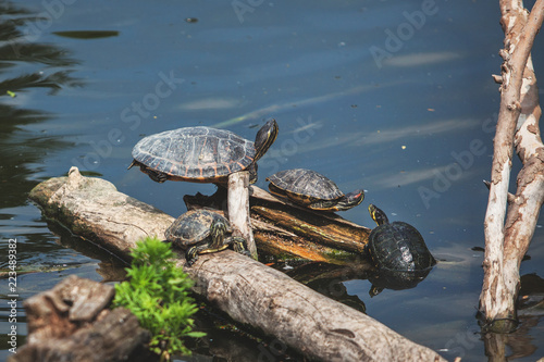 Plakat Rodzina żółwie odpoczywa na jeziorze