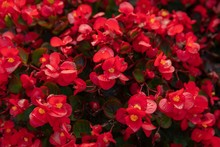 Beautiful Of Red Begonia In The Garden