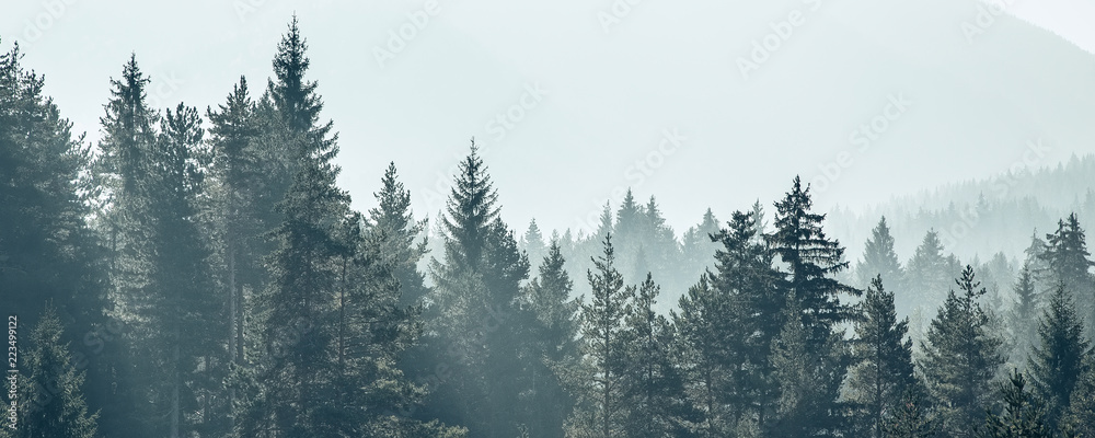 Pine trees forest stylized silhouette photo banner background - obrazy, fototapety, plakaty 