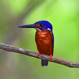 Fototapeta Zwierzęta - Blue-eared Kingfisher bird