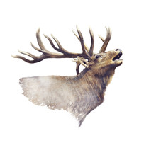 Bull Elk Watercolor