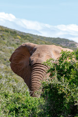 Wall Mural - Elephant peeking behind the thorny bush