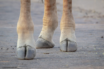 Giraffe feet isolated on the ground