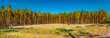 Panoramic view of wild pine tree forest at Autumn near Magdeburg, Germany