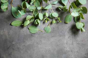 Eucalyptus branches with fresh green leaves on grey background