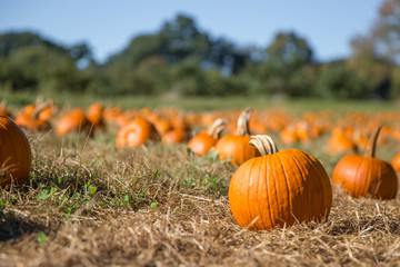 pumpkin patch. fresh orange pumpkins on a farm field. rural landscape. copy space for your text. blu