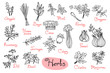 Set drawings of herbs used in cooking for design menus, recipes and packages product