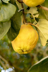 Ripe quince hangs in a sunlit tree with blurred background