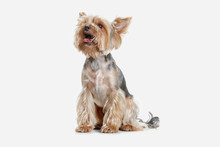 Yorkshire Terrier At Studio Against A White Background