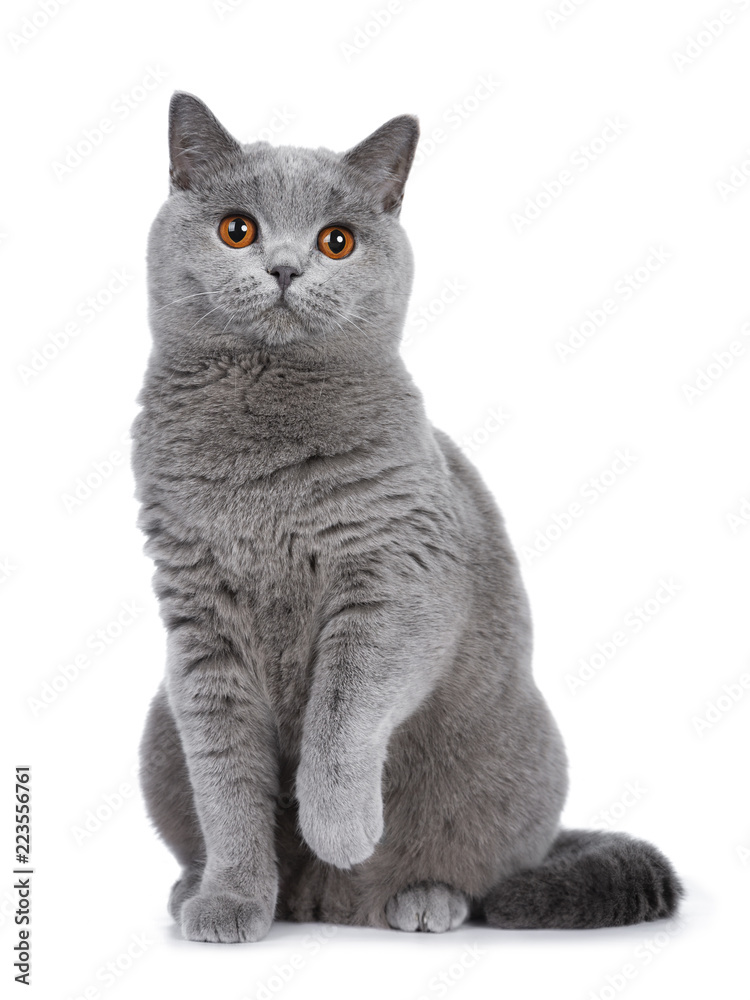 Sweet young adult solid blue British Shorthair cat kitten sitting up front view, looking at camera with orange eyes and one paw lifted, isolated on white background - obrazy, fototapety, plakaty 