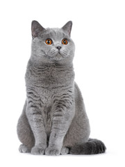 Sweet young adult solid blue British Shorthair cat kitten sitting up, looking to the side with orange eyes , isolated on white background