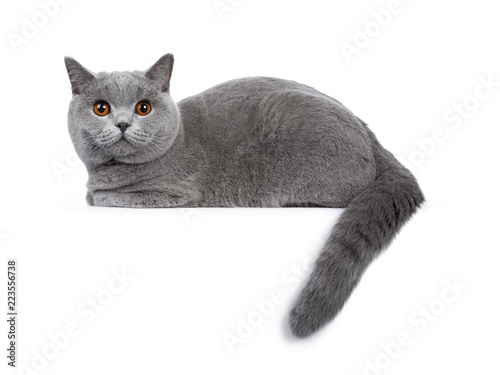 Sweet Young Adult Solid Blue British Shorthair Cat Kitten Laying