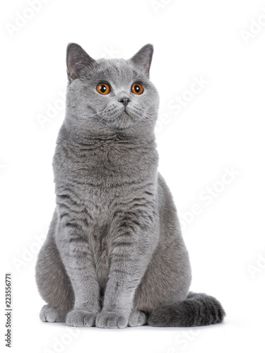 Sweet Young Adult Solid Blue British Shorthair Cat Kitten Sitting