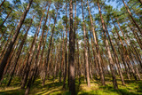 Fototapeta Sawanna - Bory Tucholskie - stare drzewa sosnowe