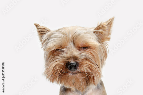 Cuadros en Lienzo Yorkshire terrier at studio against a white background