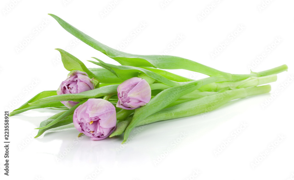 Pink tulips - obrazy, fototapety, plakaty 