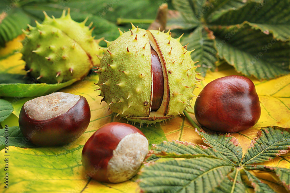 Horse chestnuts on autumn foliage - obrazy, fototapety, plakaty 