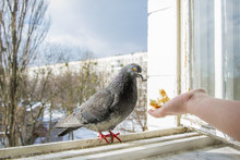 In Winter, You Can Feed Bread From The Pigeon's Hand From The Balcony.