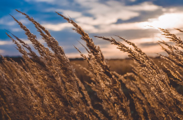 The yellow spikelets. Ears. Field of spikelets. Wheat.