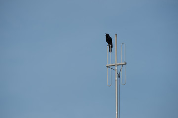 A crow calling on the attenna,A crow on blue background