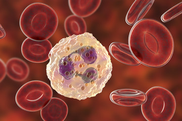 Sticker - Neutrophil, a white blood cell, 3D illustration. The most abundant type of granulocytes, has phagocyting activity, takes part in inflammation