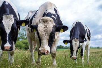 Wall Mural - bull and two cows