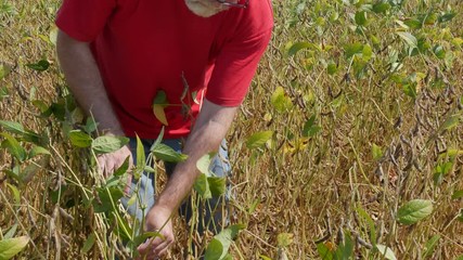 Wall Mural - Farmer or agronomist examining soybean plants field in late summer, 4K footage