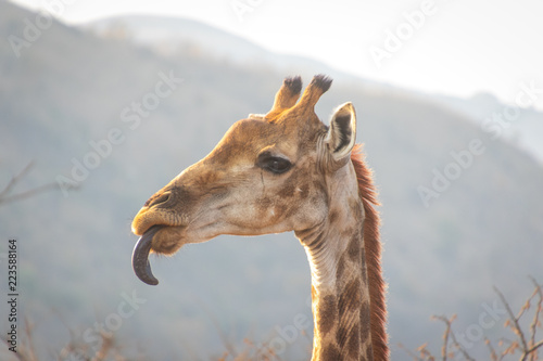 Zdjęcie XXL żyrafa w Afryce