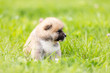 © svetlanistaya - Red japanese akita puppy walks outdoor at park