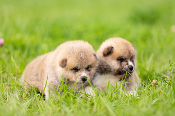 Red japanese akita puppies walks outdoor at park