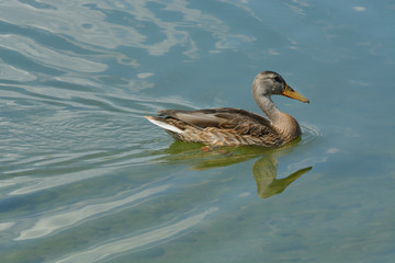 Wild Mallard duck hen bird swimming alone in lake making rippled wake in water