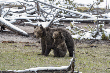 Wall Mural - grizzly cub with mother