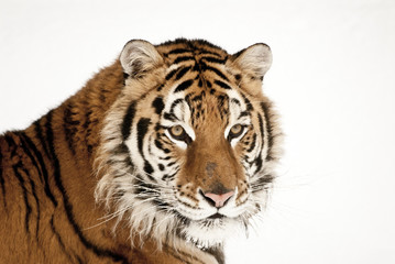 Wall Mural - tiger portrait