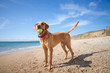 © teamjackson - A happy and healthy yellow Labrador Retriever dog standing in profile on a deserted sandy beach with a tennis ball in its mouth whilst on summer vacation.