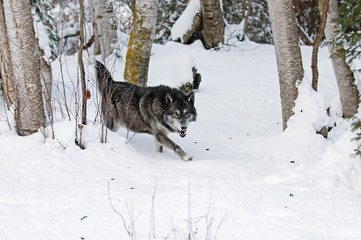 Wall Mural - prowling wolf in winter