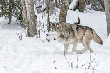 Wall Mural - wolf hunting in winter
