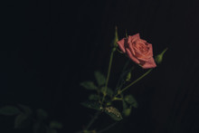 Close-up Of Rose Growing Against Black Background