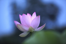 Close-up Of Lotus Growing Outdoors During Dawn