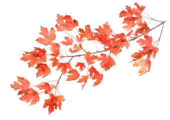 foliage of branch of sweet maple isolated on white