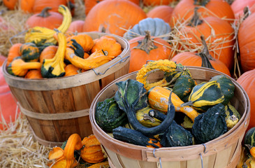 Wall Mural - pumpkin patch at the market place