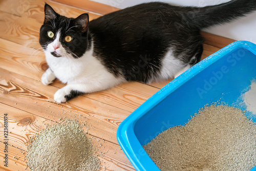 Photographie Cat toilet blue and black and white kitten on the wooden floor
