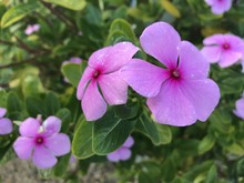 Close Up Of Pink Periwinkle Flower