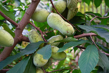 Fruit Of The Common Pawpaw (asimina Triloba) Growing On A Tree 