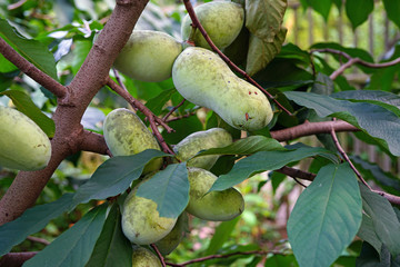 Wall Mural - Fruit of the common pawpaw (asimina triloba) growing on a tree 